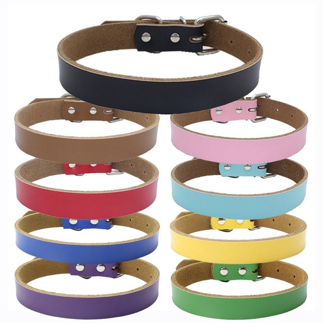 Pet Collars & Harnesses