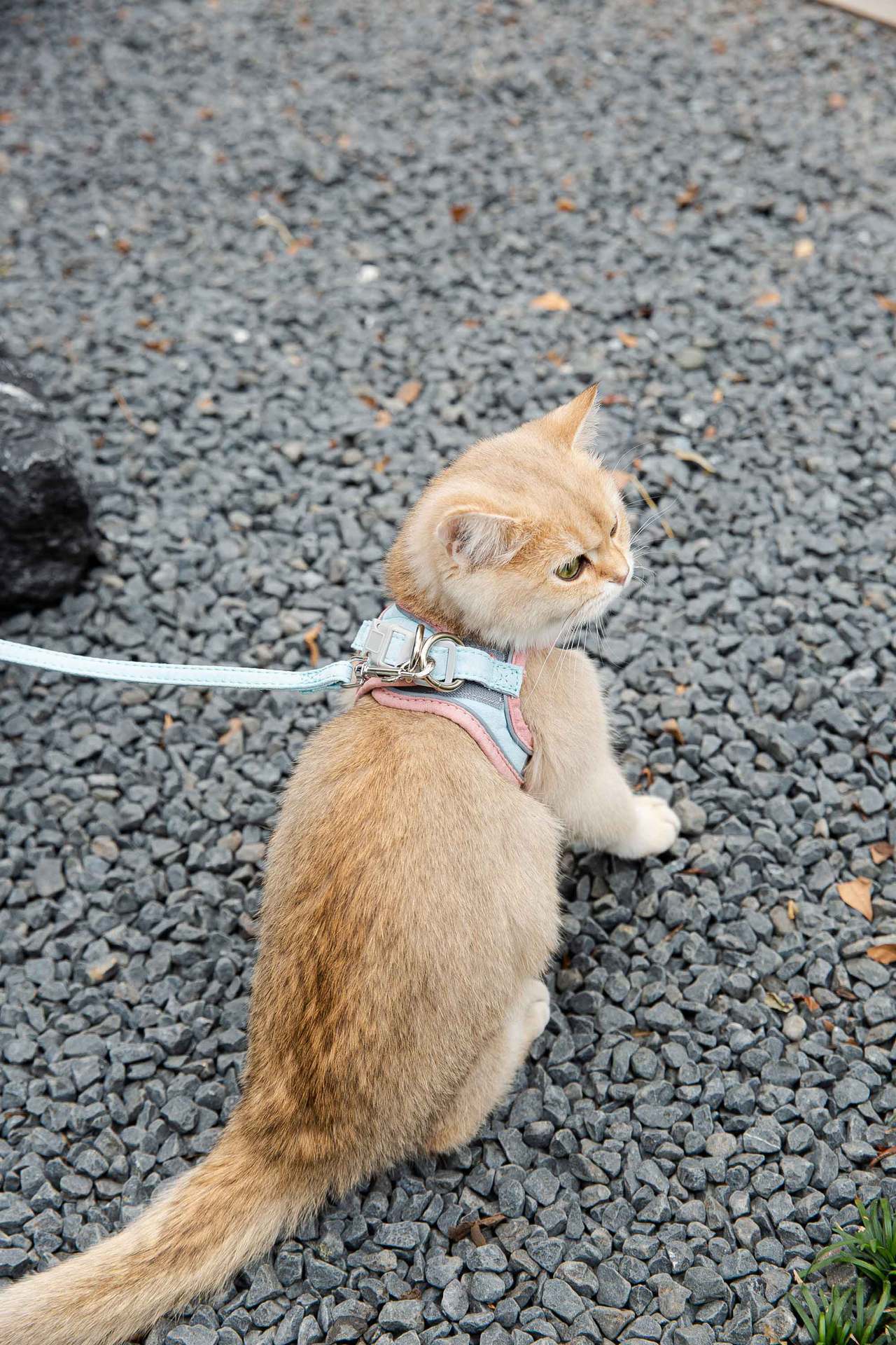 Cat Traction Rope Vest-Style