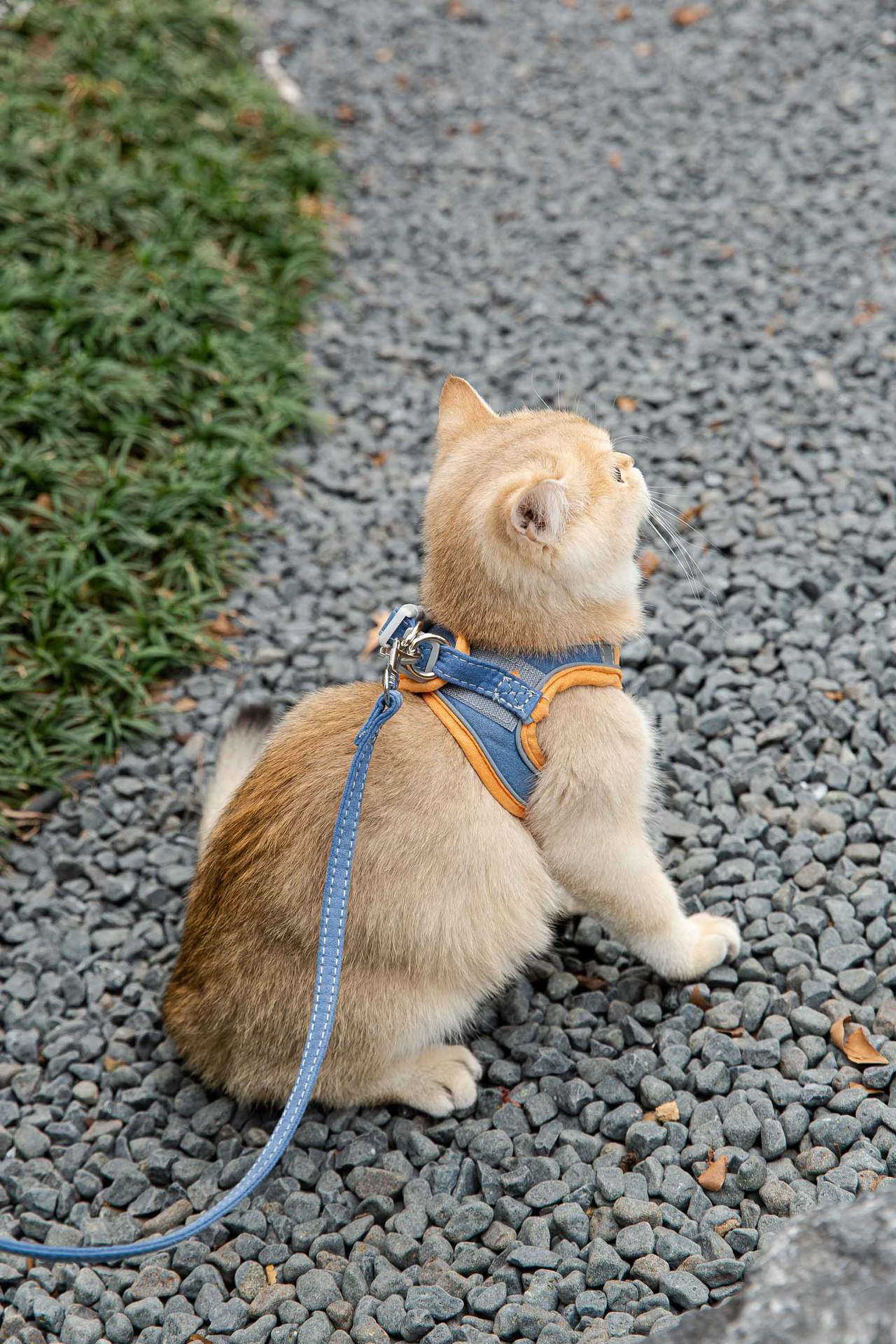 Cat Traction Rope Vest-Style