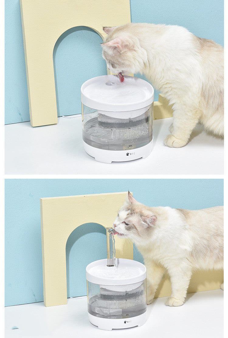 Cat And Dog Drinking Water