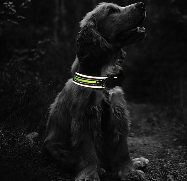 Luminous Neoprene Collars