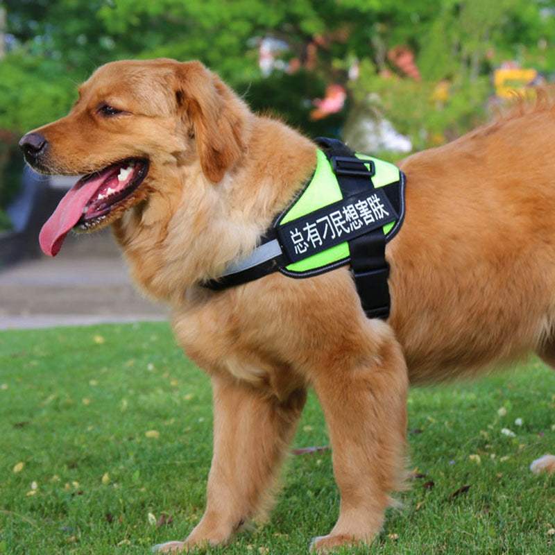 Pet Collars & Harnesses