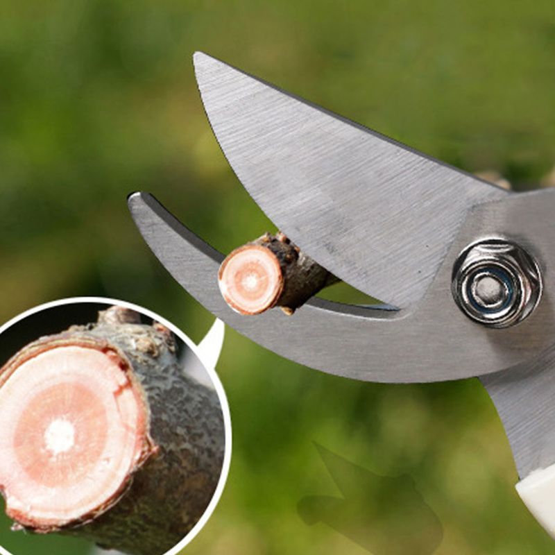 Pruning Shears