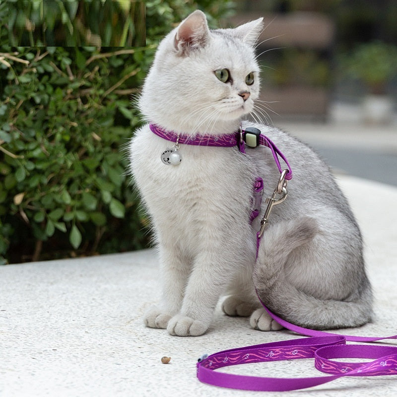 Pet Collars & Harnesses