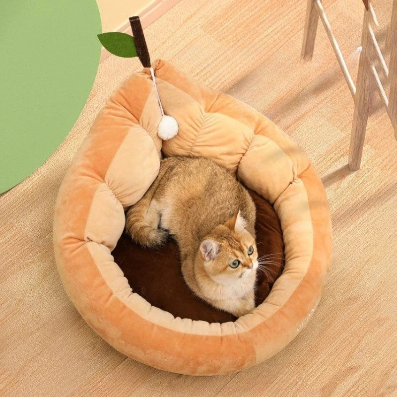 Cute Cat Kitten House