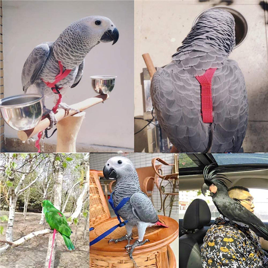 Parrot Flying With Flying Rope And Bird Harness