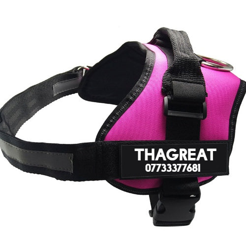 Pet Collars & Harnesses