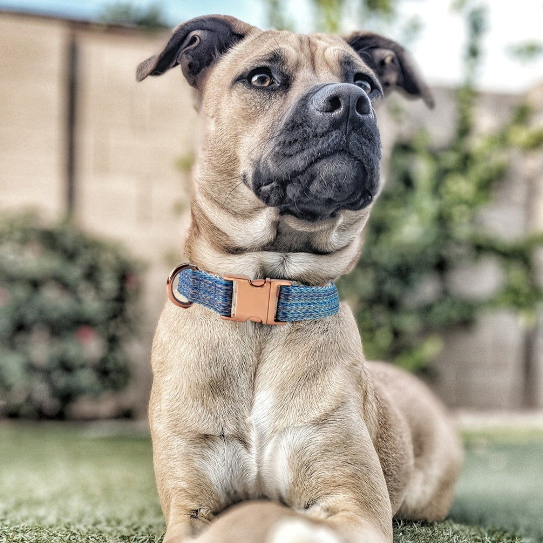 Pet Collars & Harnesses